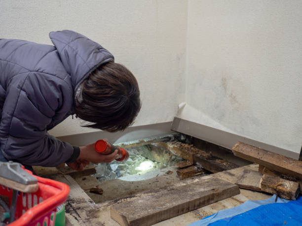 Best Attic Mold Removal  in Cannon Falls, MN