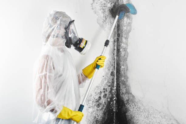 Best Post-Remediation Verification Testing  in Cannon Falls, MN