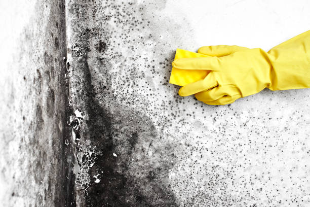 Best Mold Removal for HVAC Installations  in Cannon Falls, MN