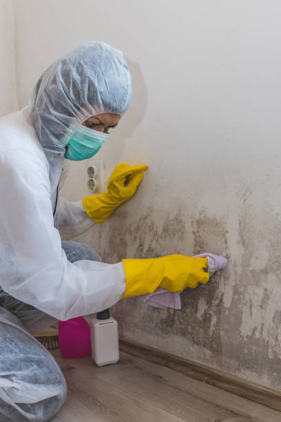 Best Residential Mold Inspection & Testing  in Cannon Falls, MN