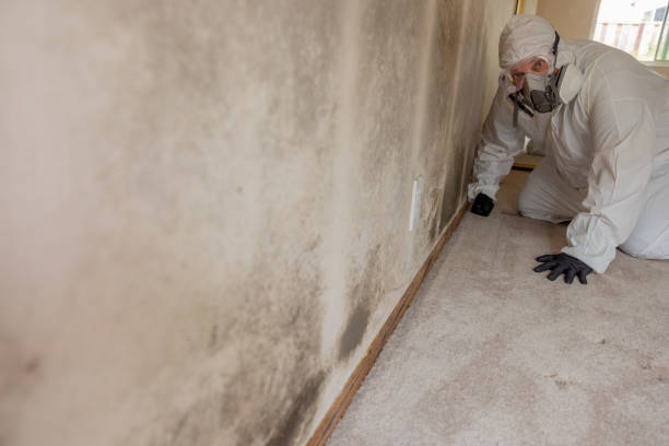 Best Real Estate Mold Inspection  in Cannon Falls, MN
